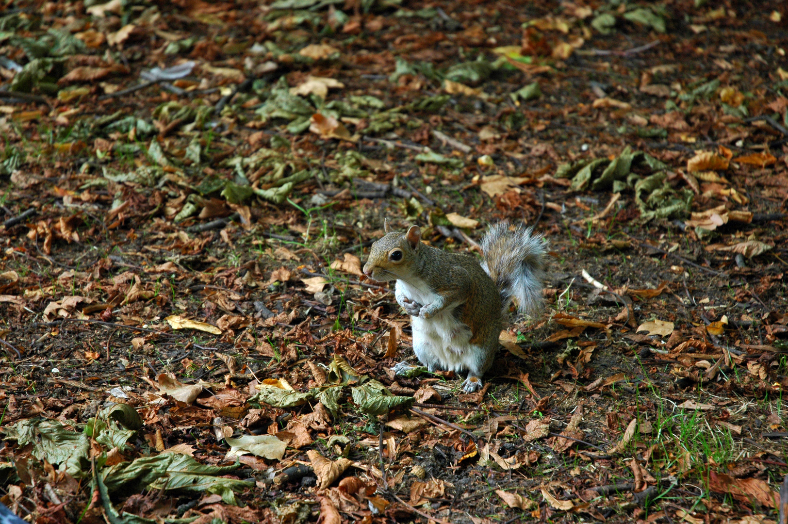 Squirrel at St. James's Park in London