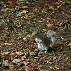 Squirrel at St. James's Park in London