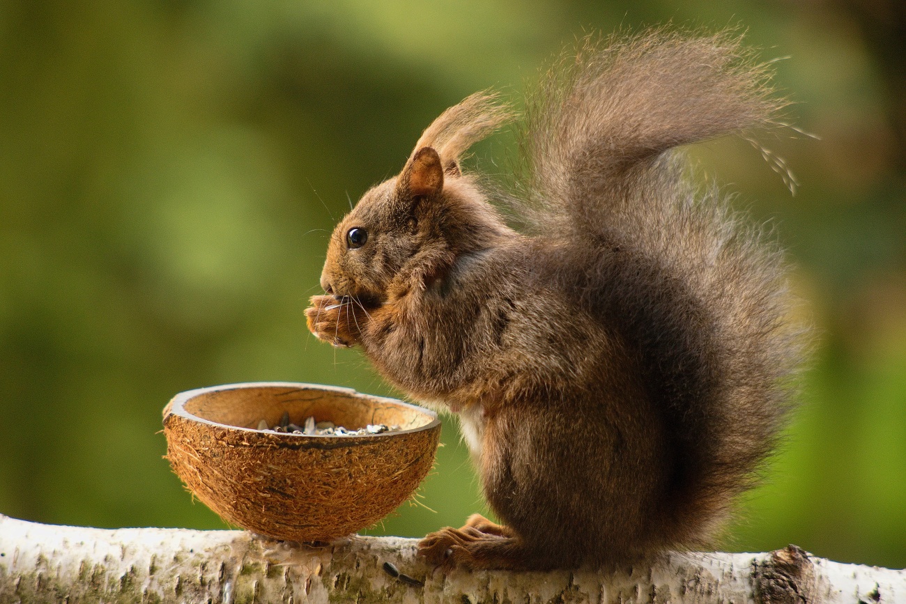 Squirrel at the feeder