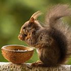 Squirrel at the feeder