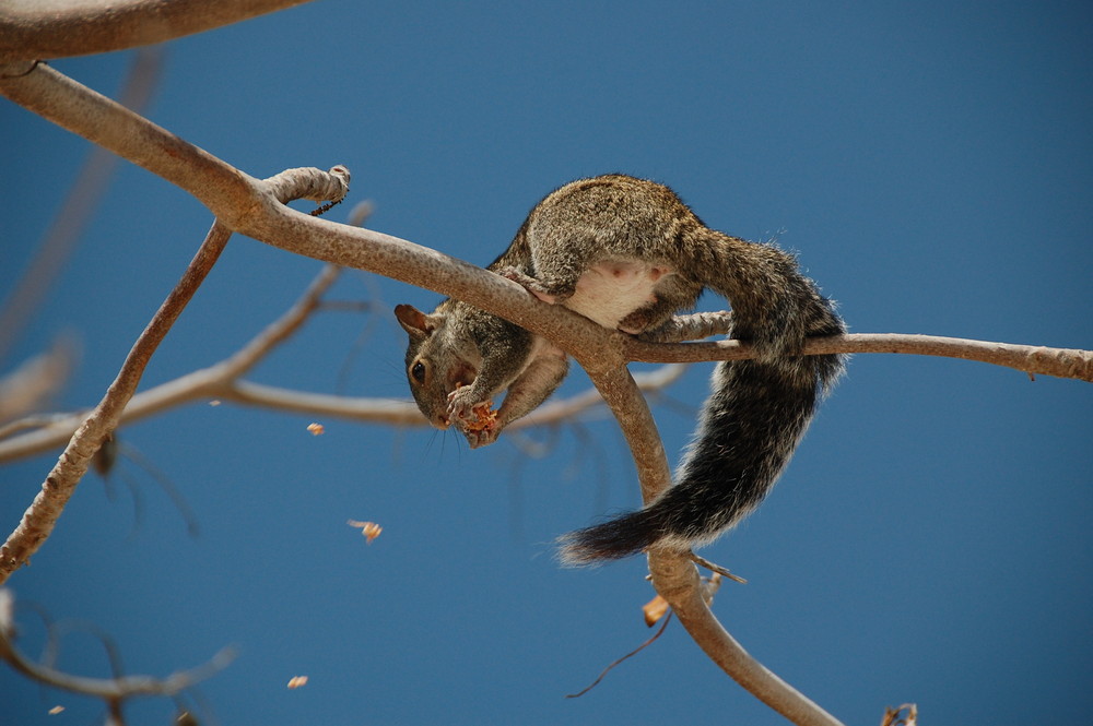 Squirrel at work