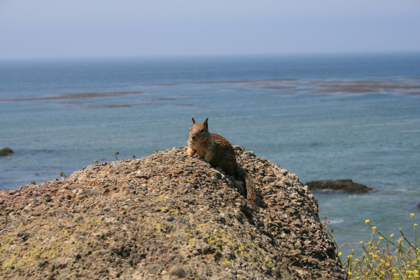 Squirrel ..... Aussichten