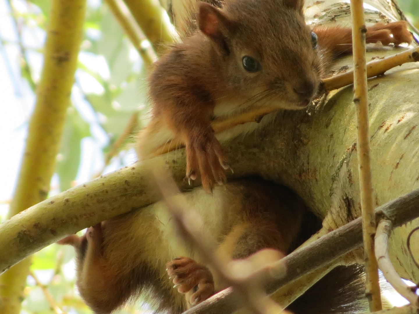 Squirrel baby