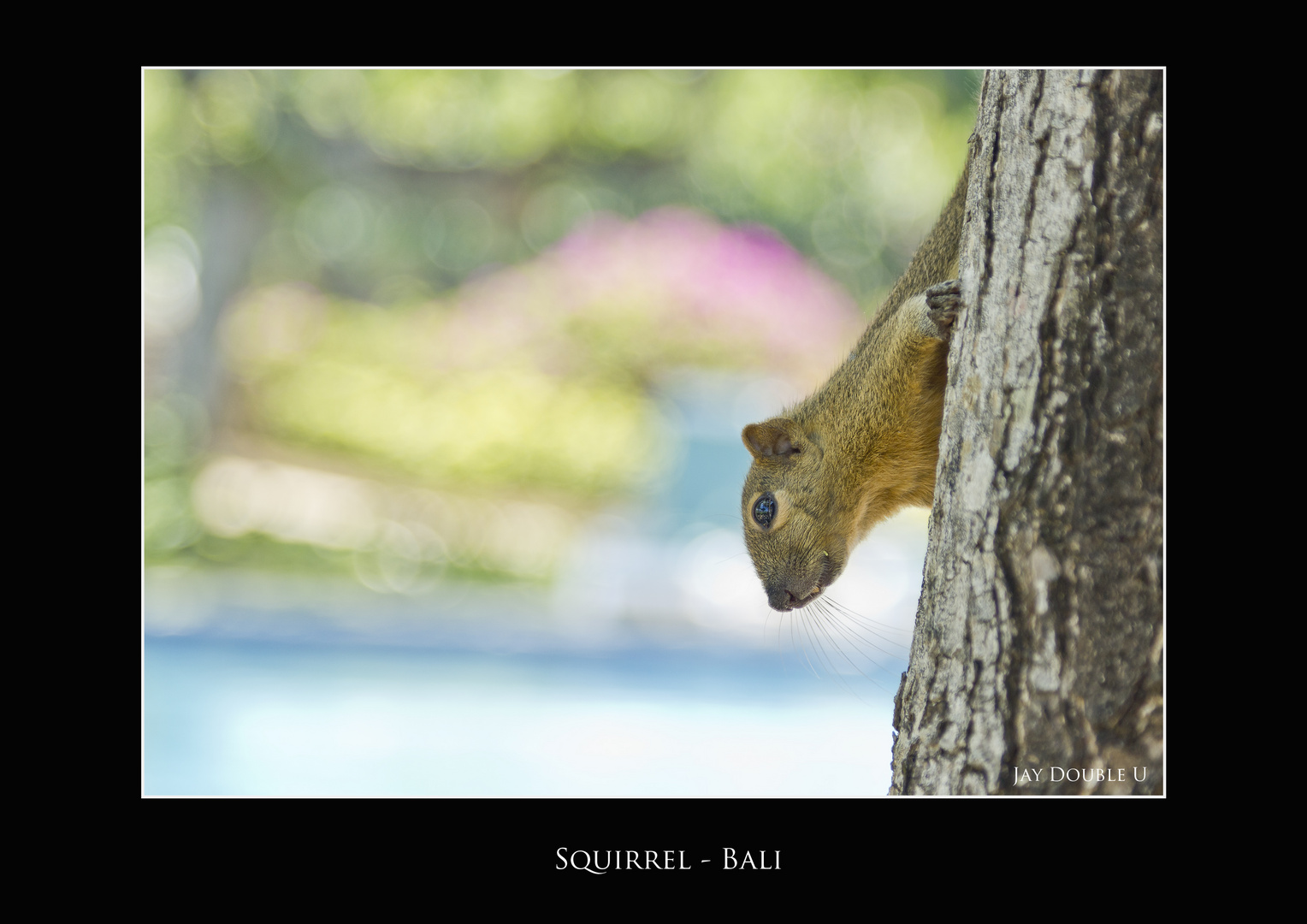 Squirrel - Bali