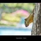 Squirrel - Bali