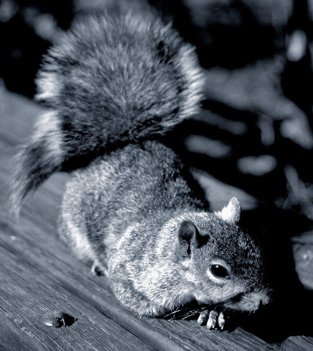 Squirrel (Battery Park, New York)