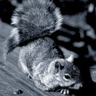 Squirrel (Battery Park, New York)