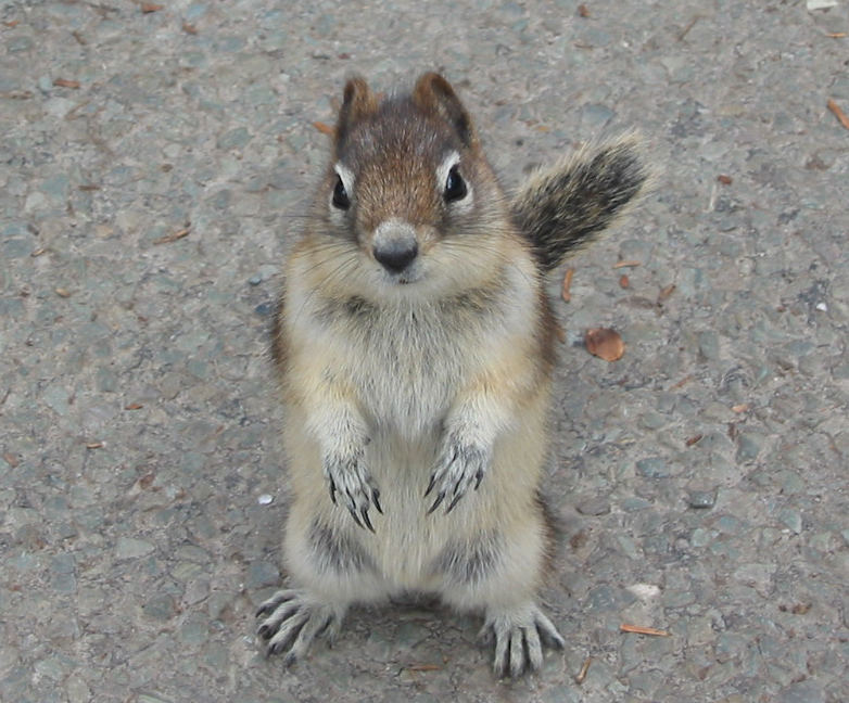 squirrel