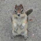 squirrel