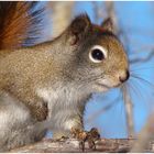 squirrel