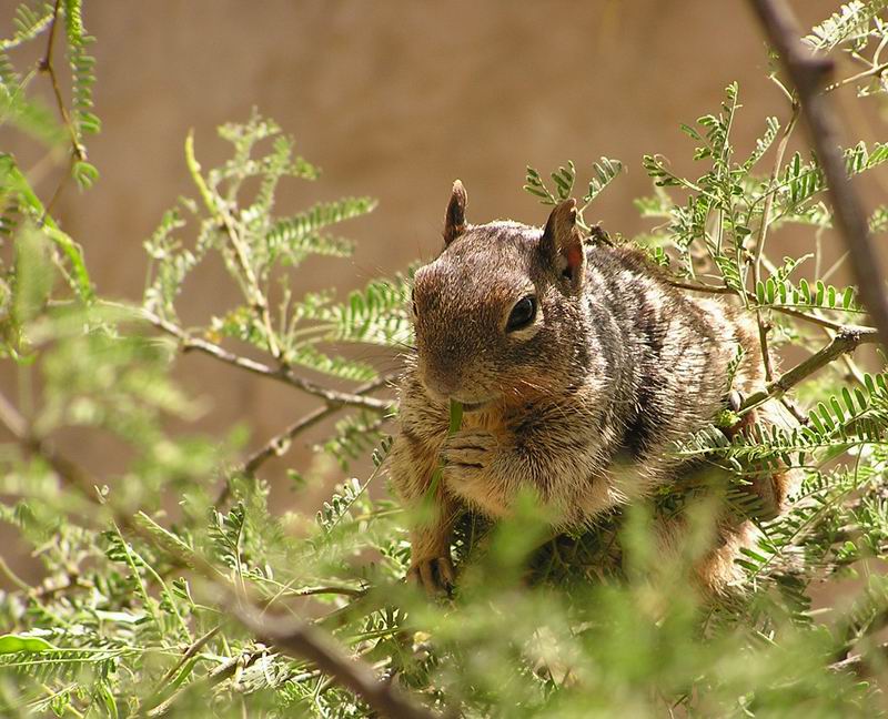 Squirrel beim Mittagstisch
