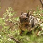 Squirrel beim Mittagstisch