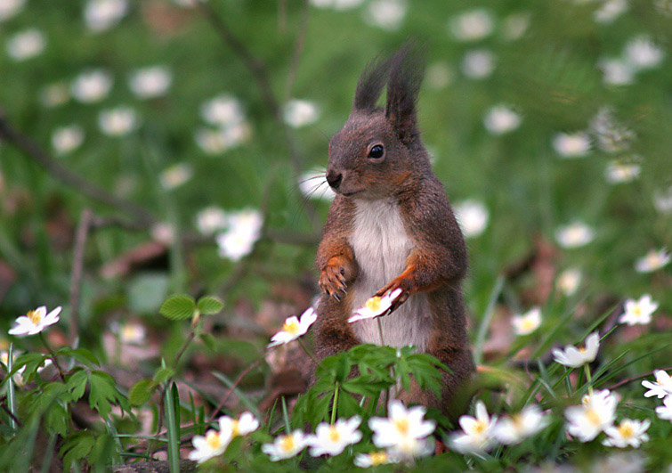 squirrel between small roses