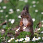 squirrel between small roses