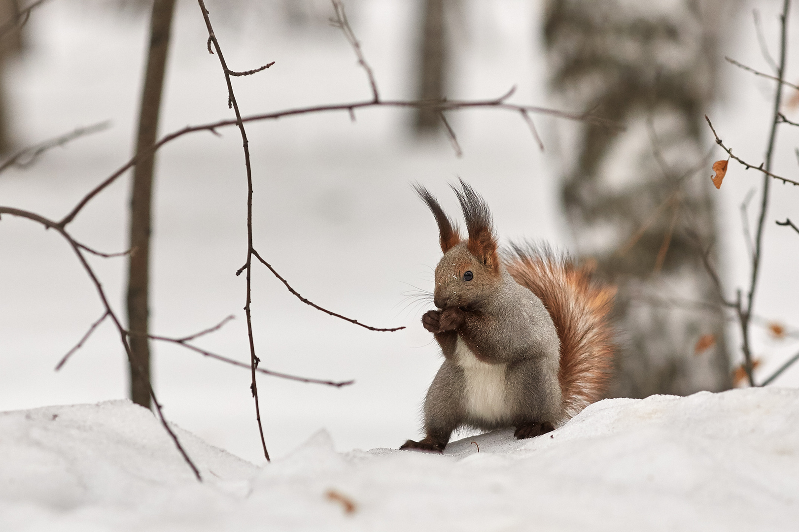 squirrel boxer