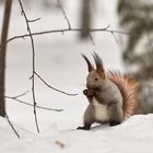 squirrel boxer