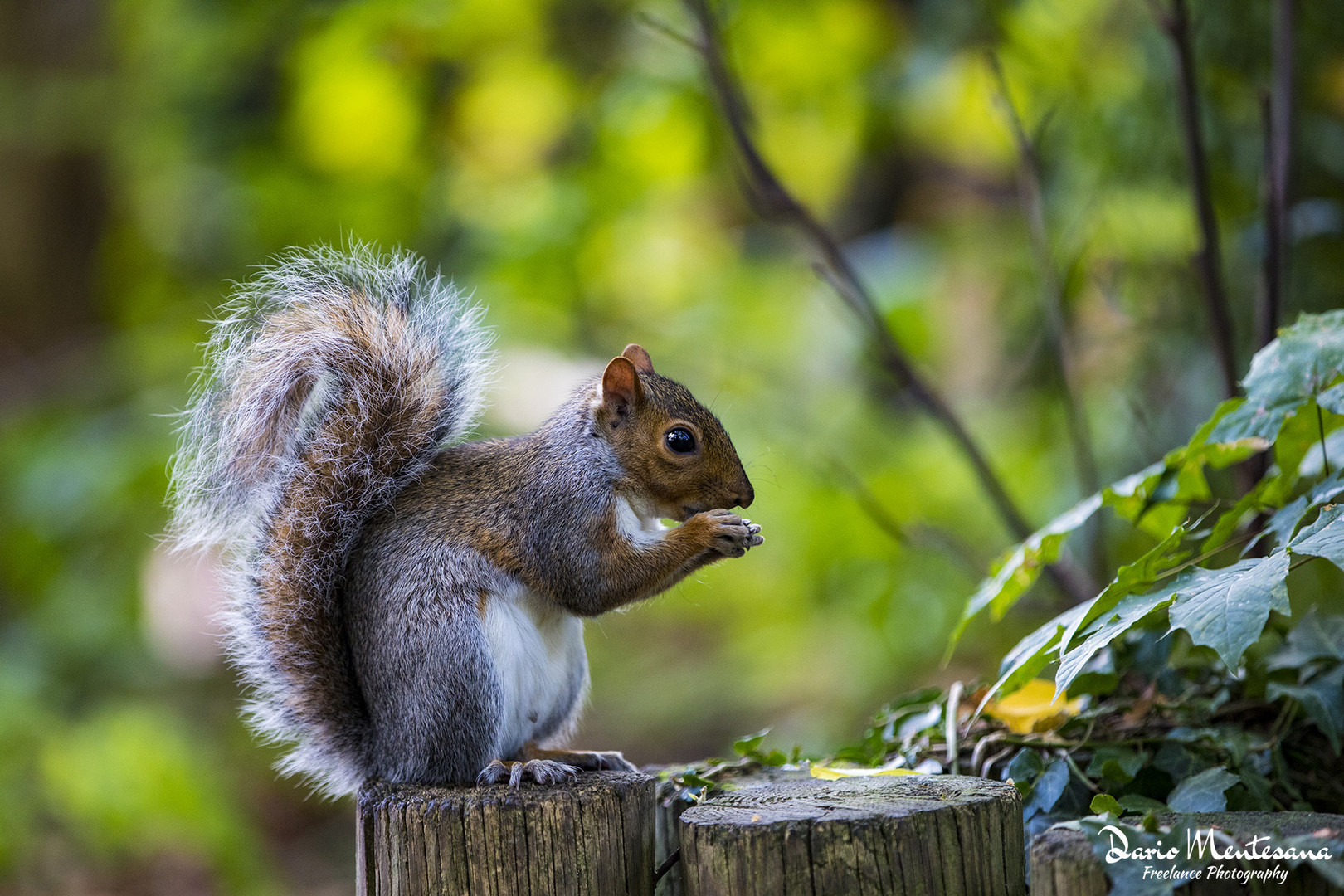 Squirrel breackfast