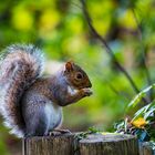 Squirrel breackfast