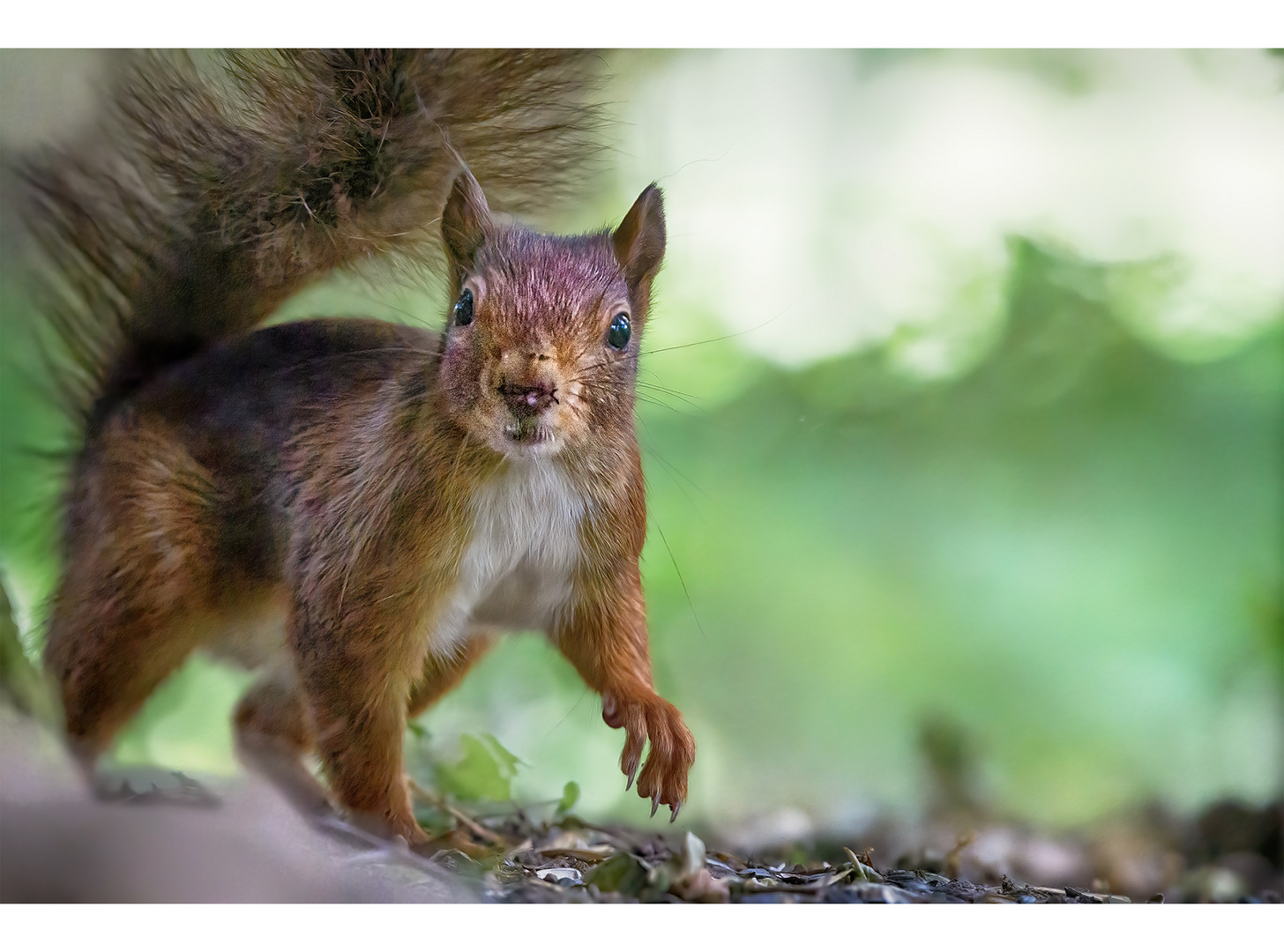 Squirrel cat on the secret path