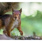 Squirrel cat on the secret path