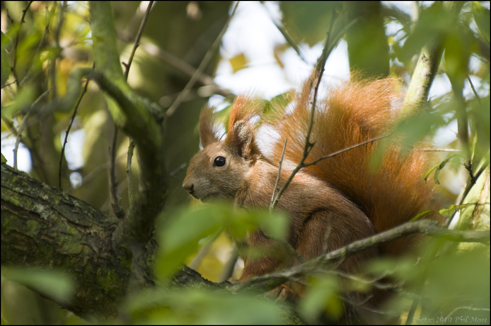 Squirrel