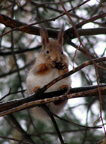 Squirrel