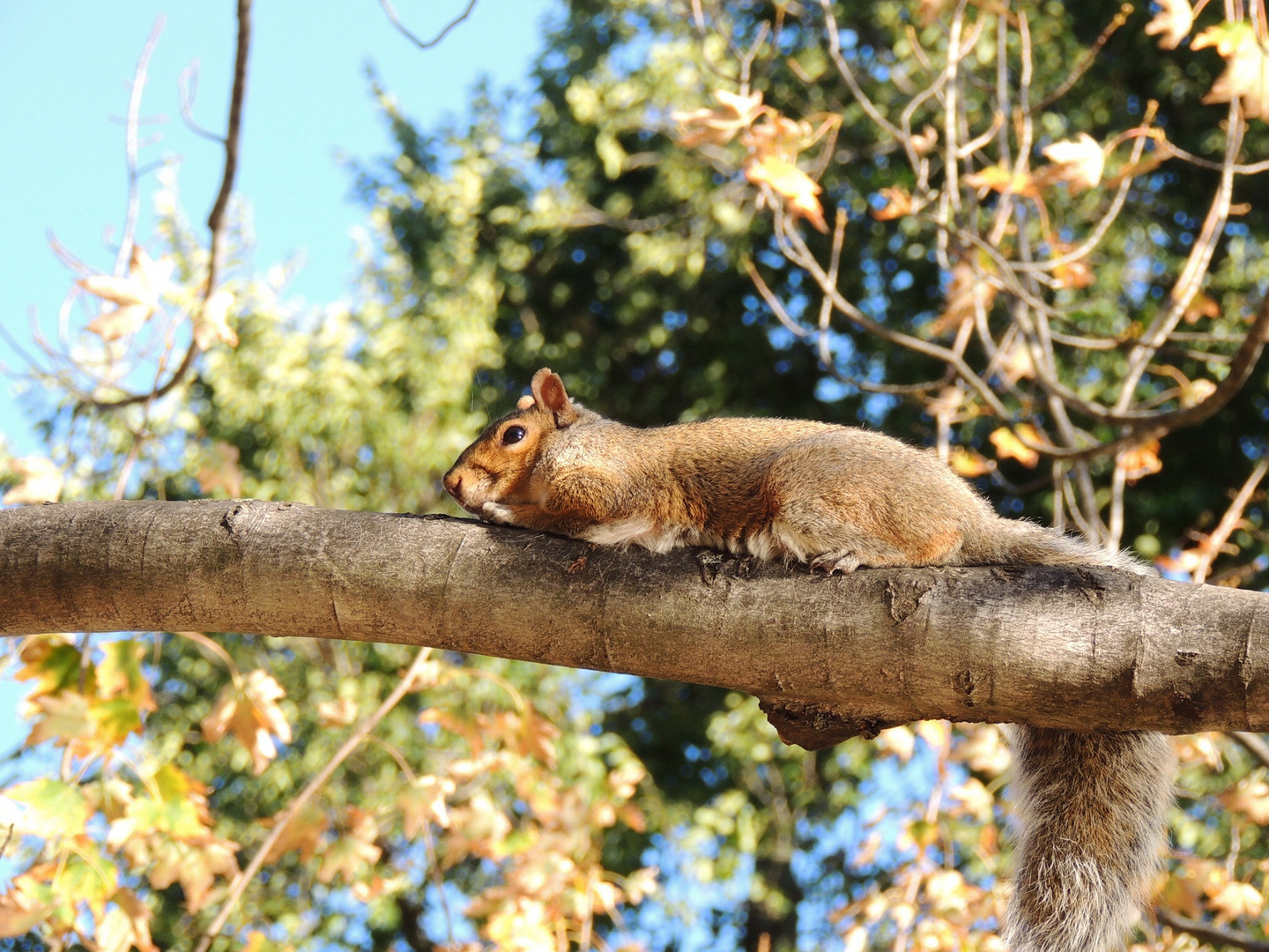 Squirrel chillin'