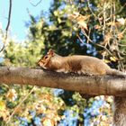 Squirrel chillin'