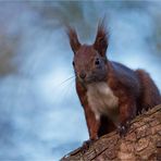 Squirrel close up