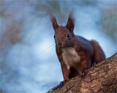 Squirrel close up