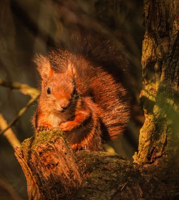 Squirrel - closed portrait