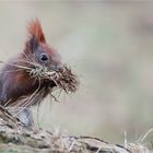 Squirrel collecting nesting material 