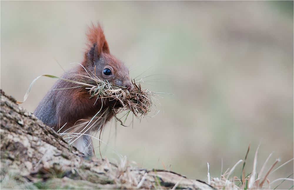 Squirrel collecting nesting material 