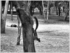 Squirrel & Couple in Chapultepec