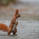 squirrel