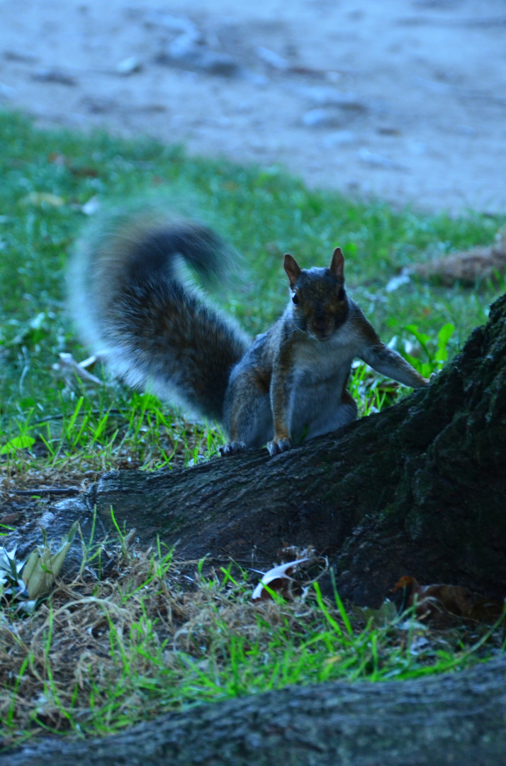 Squirrel