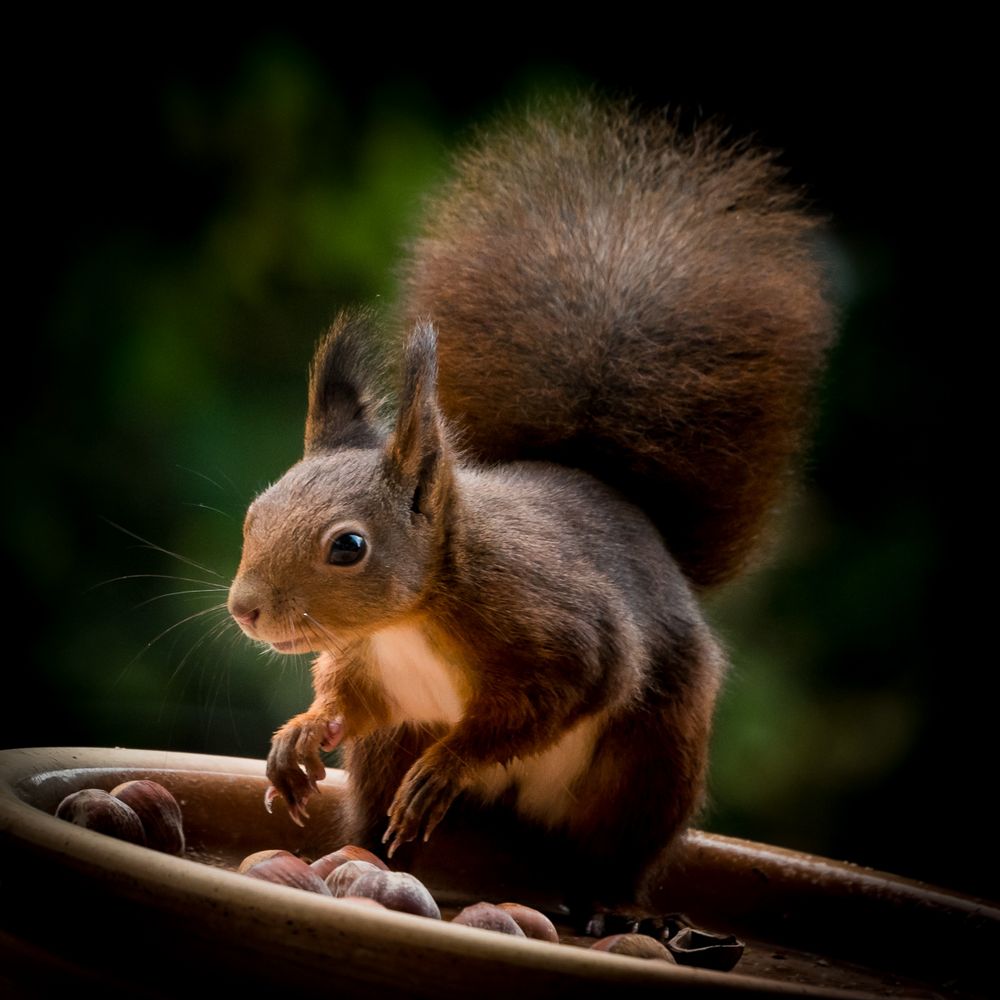 Squirrel der kleine Räuber