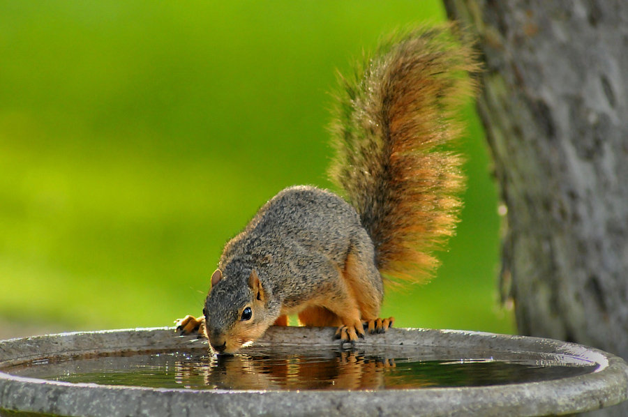 Squirrel Drinking