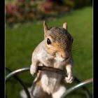 squirrel