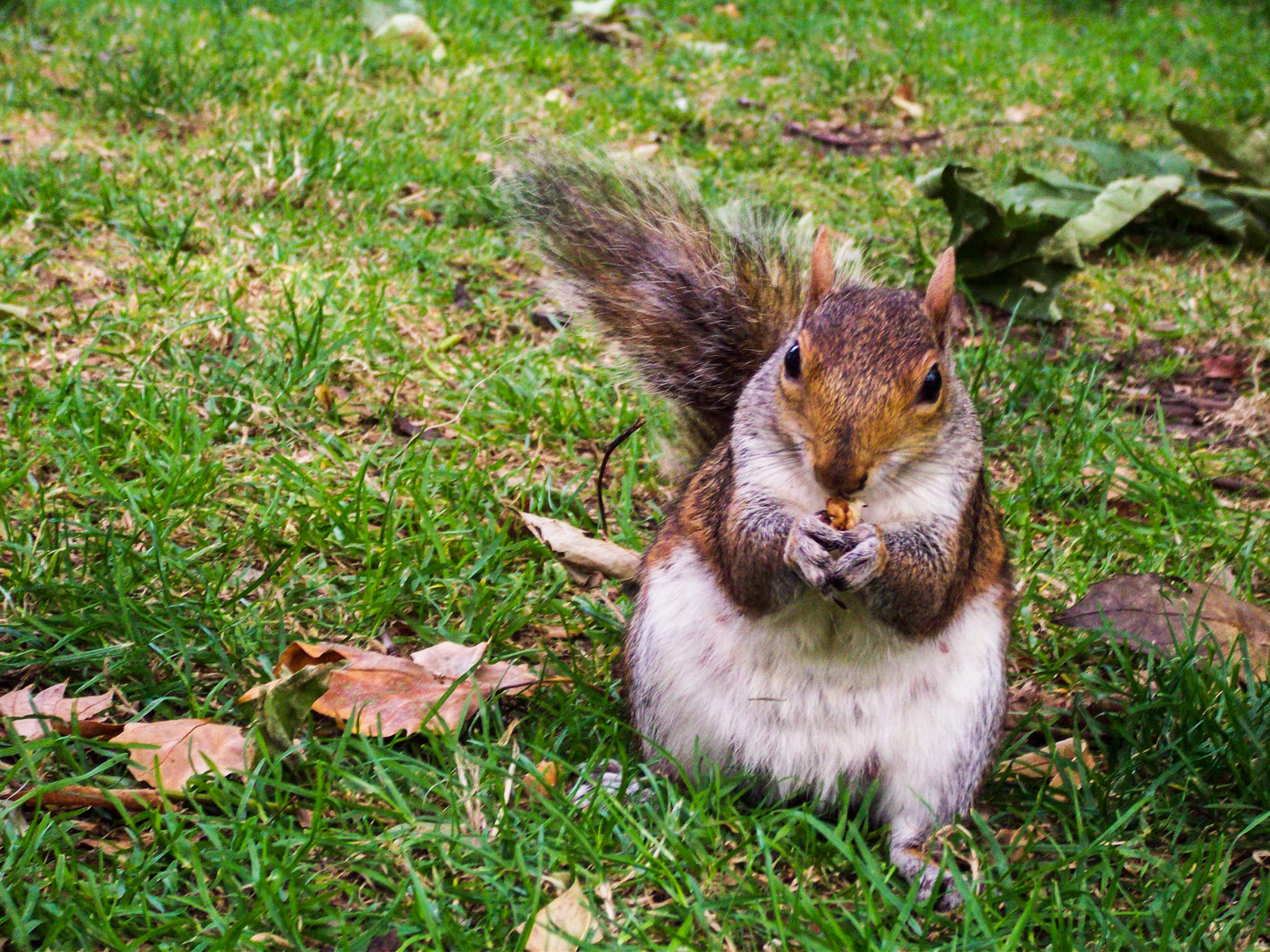 Squirrel