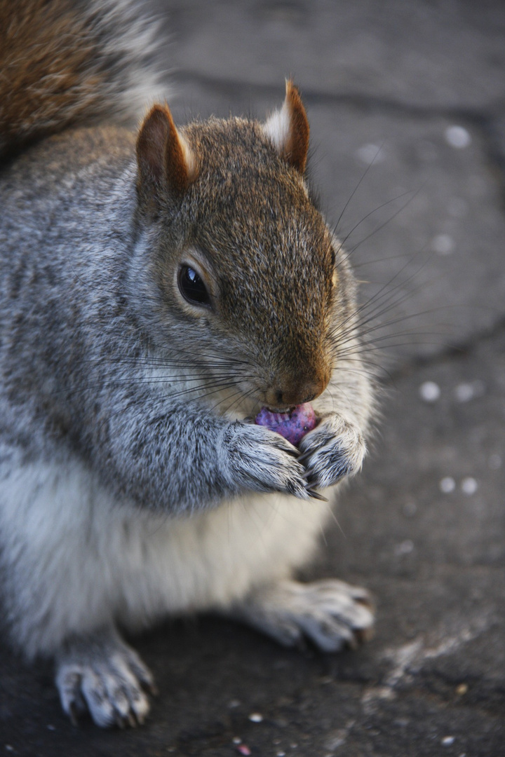 Squirrel eating M&M