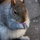 Squirrel eating M&M