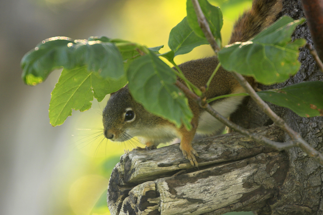 Squirrel