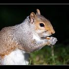 Squirrel - Eichhoernchen 01