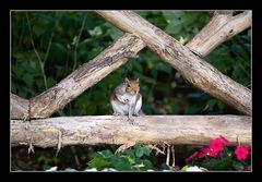 Squirrel - Eichhoernchen 02