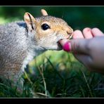 Squirrel - Eichhoernchen 04