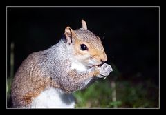 Squirrel - Eichhoernchen 05