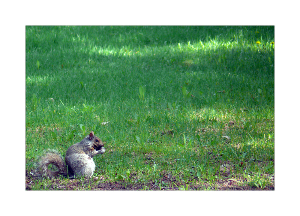 Squirrel / Eichhörnchen