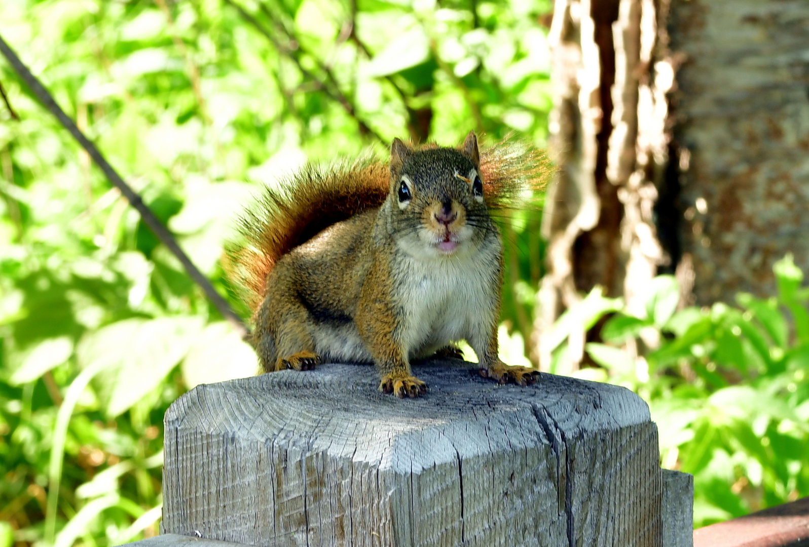 Squirrel - Eichhörnchen 