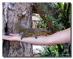 squirrel (Eichhörnchen) - Bali